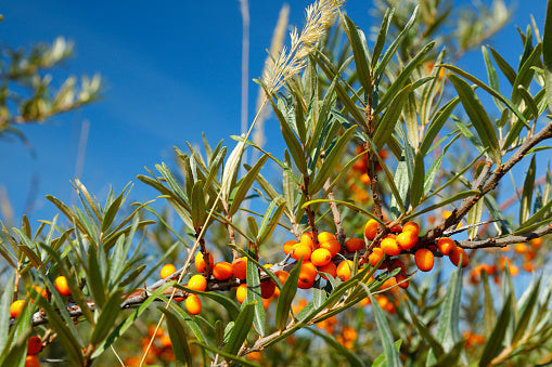 Sea Buckthorn from the Himalayas: A Skin Superfood Backed by Science and Tradition