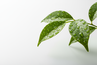 <strong>Uncompromised Purity</strong>